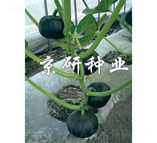 迷你京綠栗-南瓜種子-京研