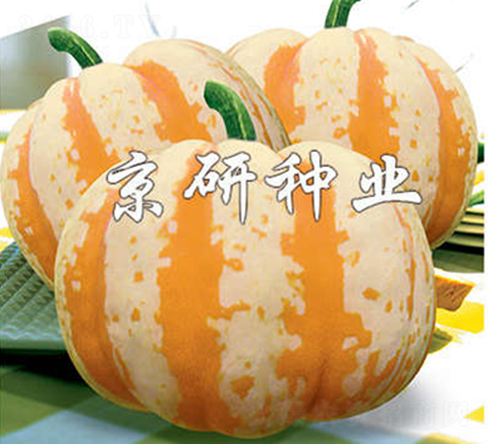 皇冠-南瓜種子-京研