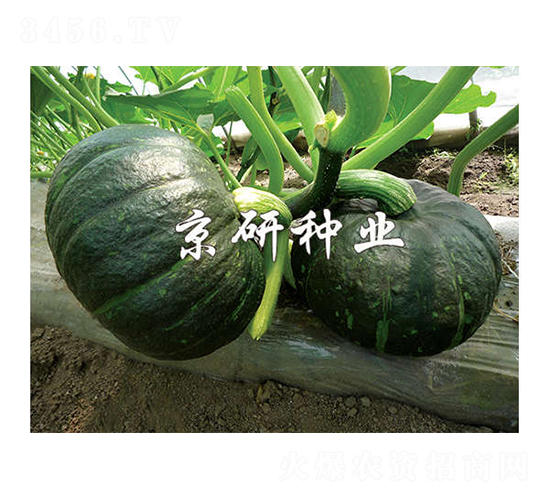 ������ī��-�ϹϷN��-����