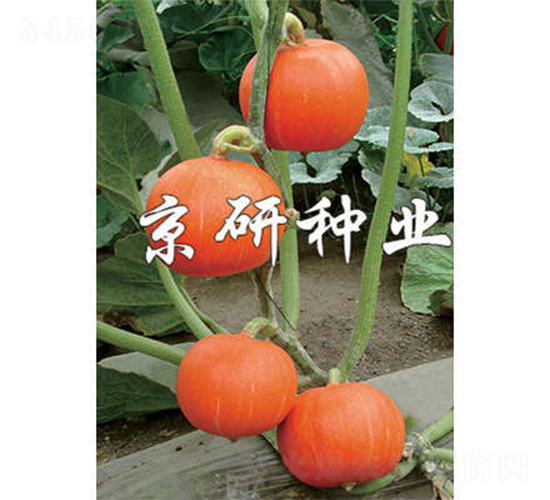 ���쾩�t��-�ϹϷN��-����