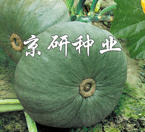 短蔓京銀栗-南瓜種子-京研
