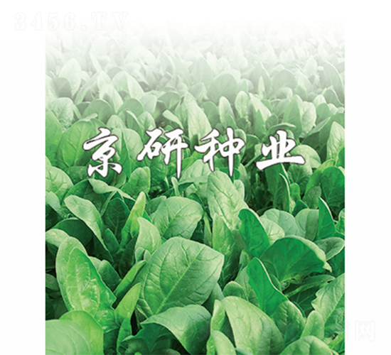 京菠1號(hào)-菠菜種子-京研