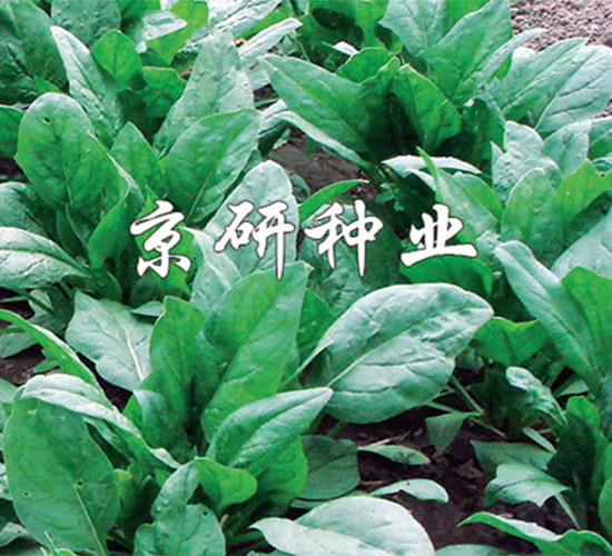 京菠5號(hào)-菠菜種子-京研