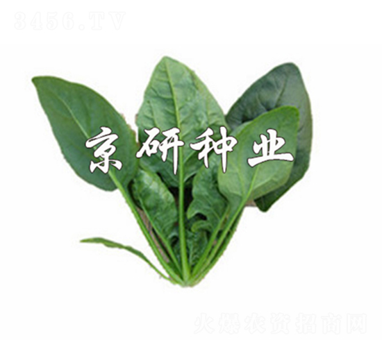 京菠700-菠菜種子-京研