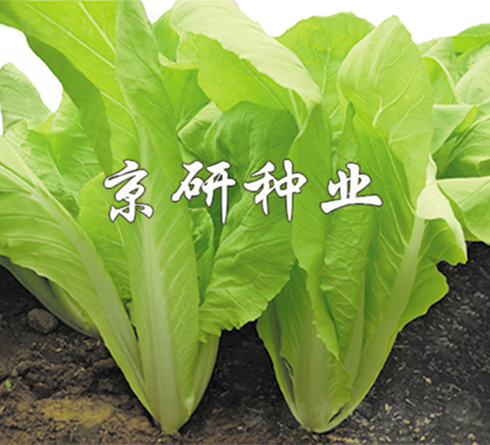 京研黃葉-快菜種子-京研