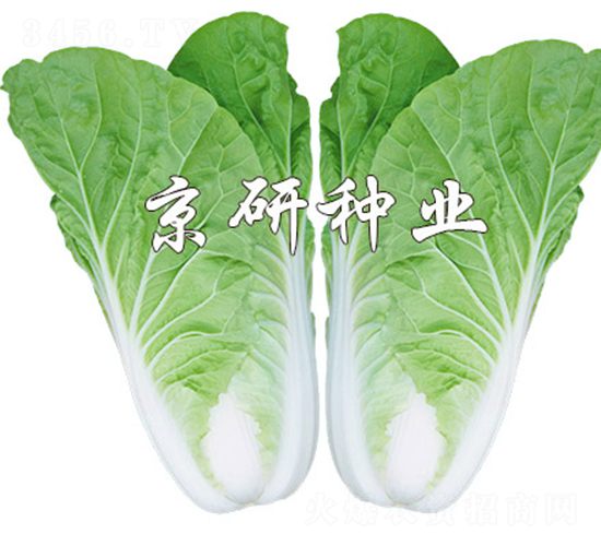 京研快菜8號(hào)-快菜種子-京研