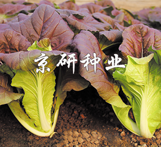 �����Ͽ��-��˷N��-����