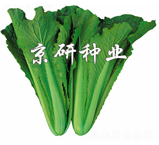 綠快2號-快菜種子-京研