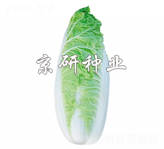 ����-�ײ˷N��-����