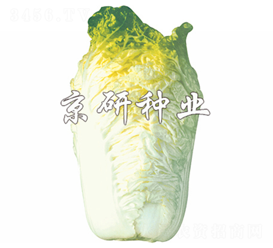 京秋56號(hào)-白菜種子-京研