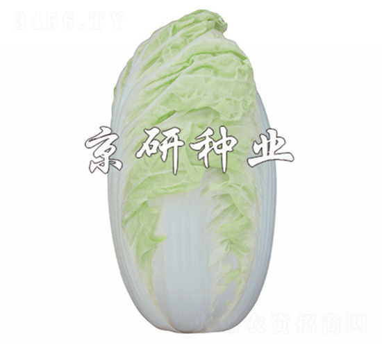 京夏4號(hào)-白菜種子-京研