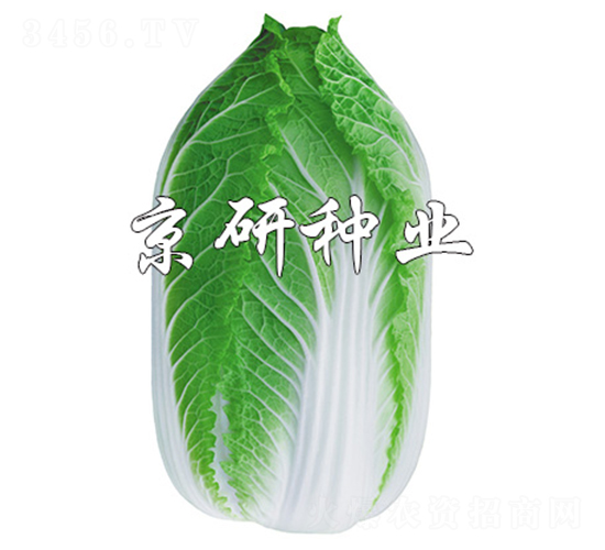 京春黃3號(hào)-白菜種子-京研
