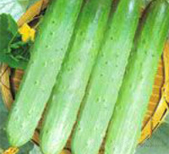 好樂-黃瓜種子-富華種業(yè)