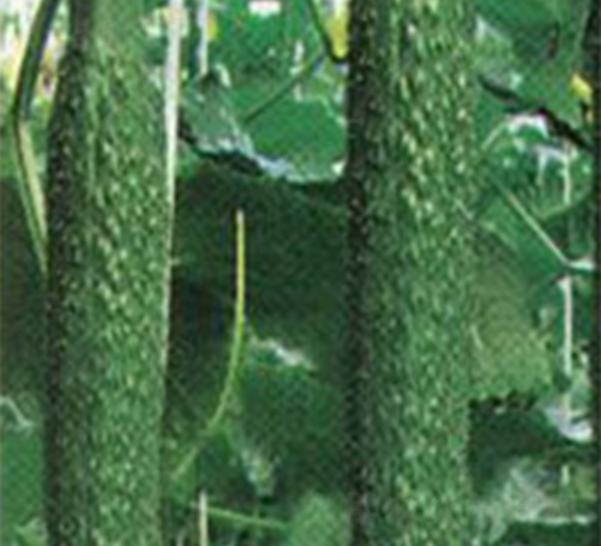 ���A��̖(h��o)-�S�ϷN��-���A�N�I(y��)