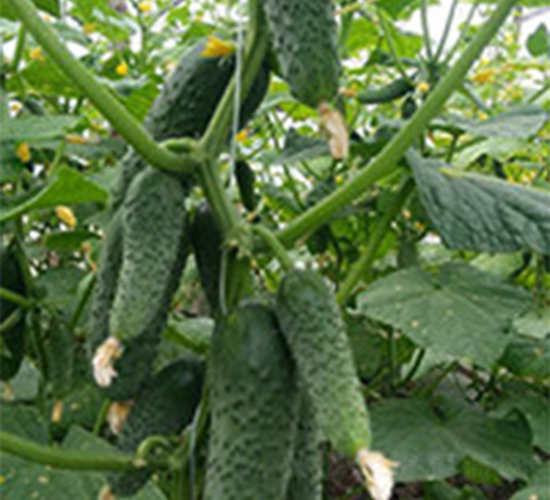 瑪莎-黃瓜種子-富華種業(yè)