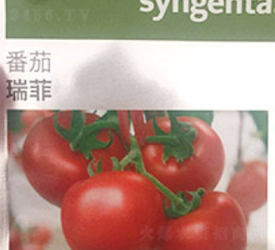 瑞菲-番茄種子-富華種業(yè)