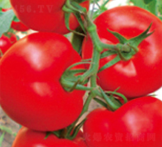 佳沃F1-番茄種子-富華種業(yè)