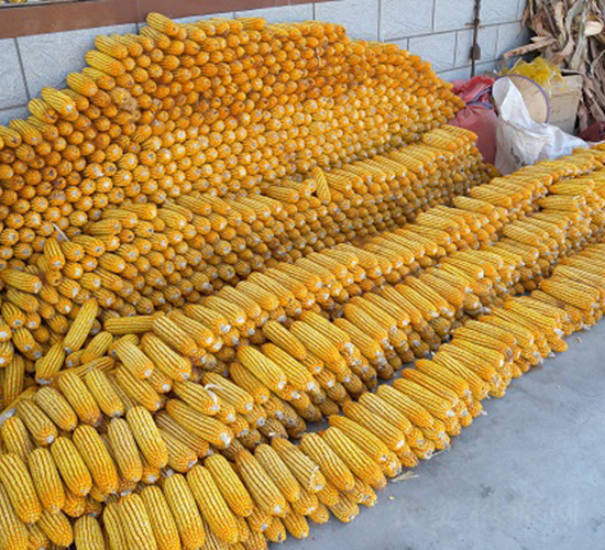 天泰55號-玉米種子-中農(nóng)發(fā)