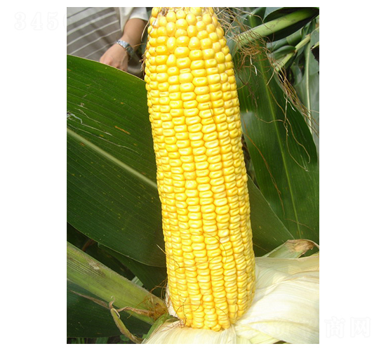 鄂玉18-玉米種子-中農(nóng)發(fā)