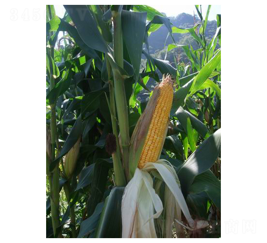 ��ʢ��718-���׷N��-���r�l(f��)