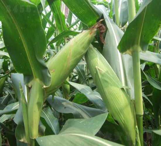 �h��999-���׷N��-���r(n��ng)�l(f��)