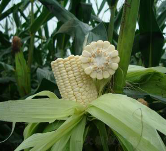 禾盛糯1512-玉米種子-中農發(fā)