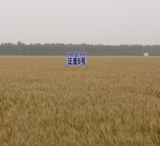 泛麥5號-小麥種子-中農(nóng)發(fā)