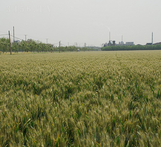 ����8̖-С���N��-���r(n��ng)�l(f��)