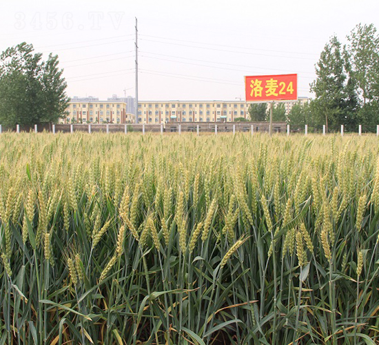 洛麥24-小麥種子-中農(nóng)發(fā)
