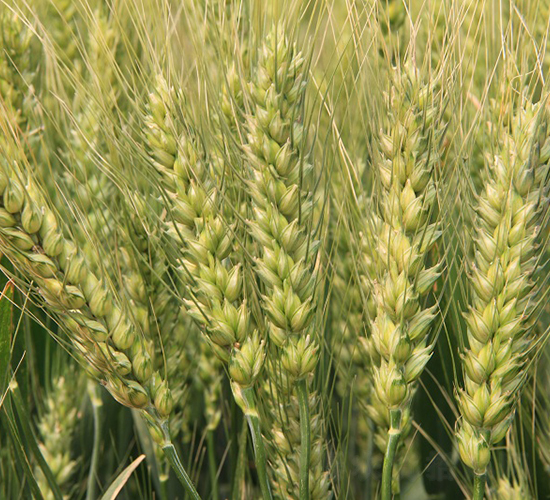 洛旱6號(hào)-小麥種子-中農(nóng)發(fā)