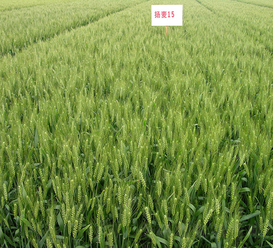 揚(yáng)麥15號(hào)-小麥種子-中農(nóng)發(fā)