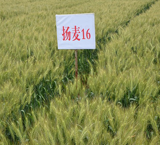 揚(yáng)麥16-小麥種子-中農(nóng)發(fā)