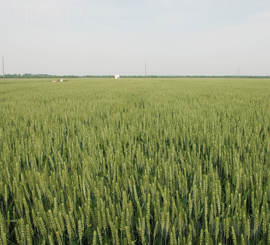 神麥2號-小麥種子-中農(nóng)發(fā)
