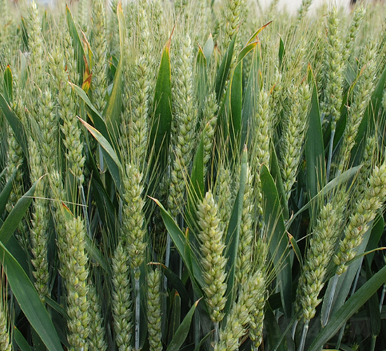 神麥1號-小麥種子-中農(nóng)發(fā)