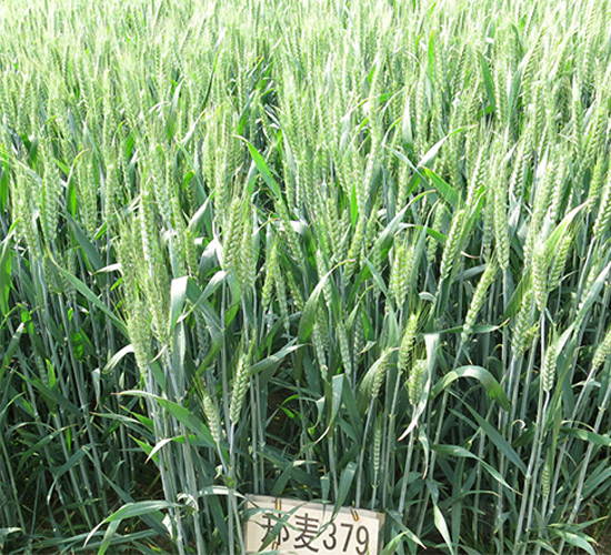 鄭麥379-小麥種子-中農(nóng)發(fā)