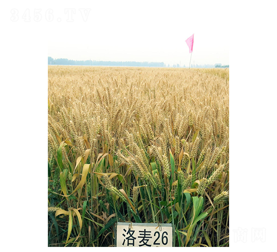 ����26-С���N��-���r(n��ng)�l(f��)