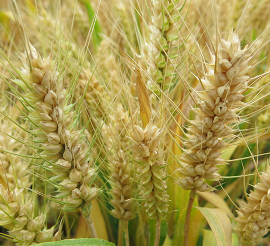 中麥875-小麥種子-中農(nóng)發(fā)