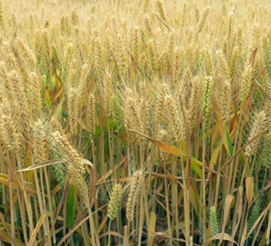 鄂麥170-小麥種子-中農(nóng)發(fā)