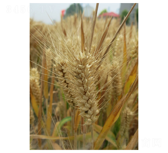 ����803-С���N��-���r(n��ng)�l(f��)