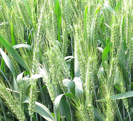 ����7030-С���N��-���r(n��ng)�l(f��)