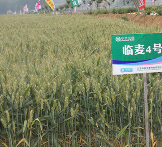 �R��4̖-С���N��-���r(n��ng)�l(f��)