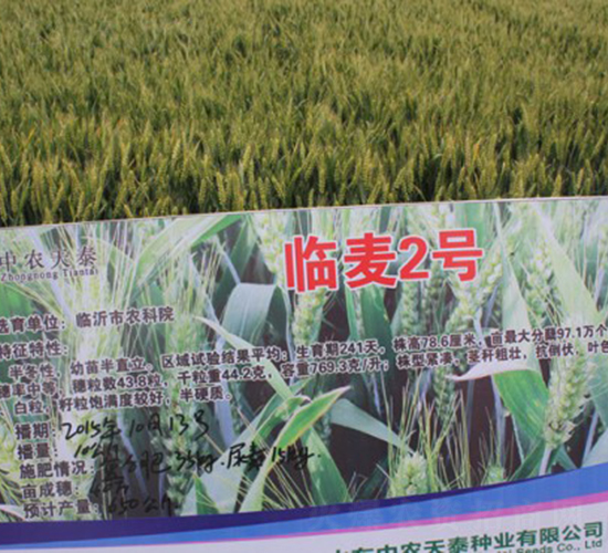 臨麥2號(hào)-小麥種子-中農(nóng)發(fā)