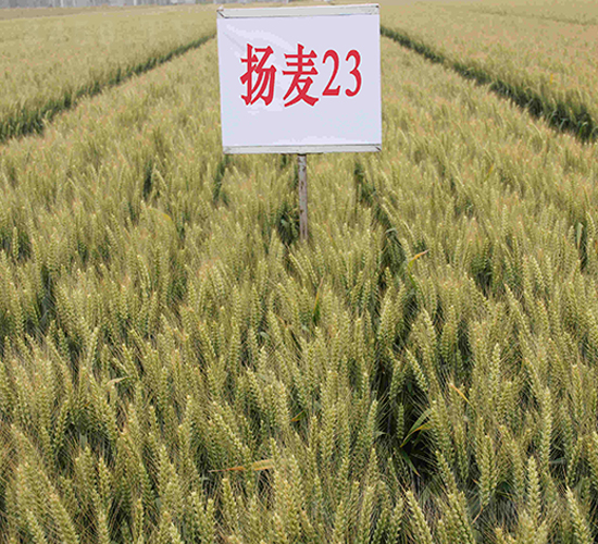 揚(yáng)麥23-小麥種子-中農(nóng)發(fā)
