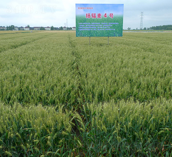 揚輻麥4號-小麥種子-中農(nóng)發(fā)