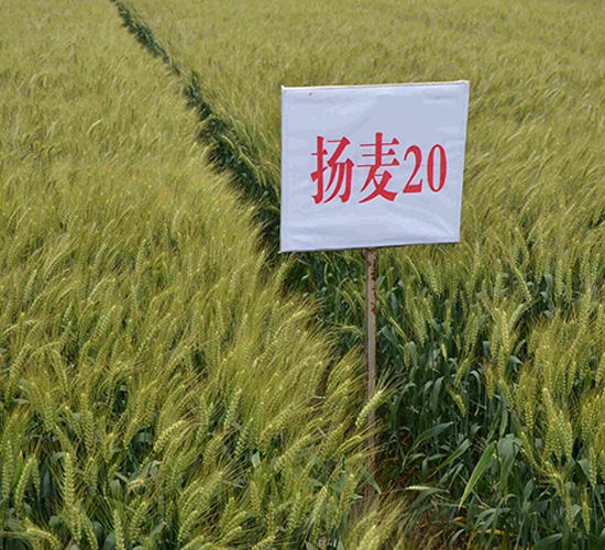 揚(yáng)麥20-小麥種子-中農(nóng)發(fā)