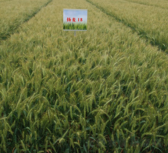 揚麥18-小麥種子-中農(nóng)發(fā)