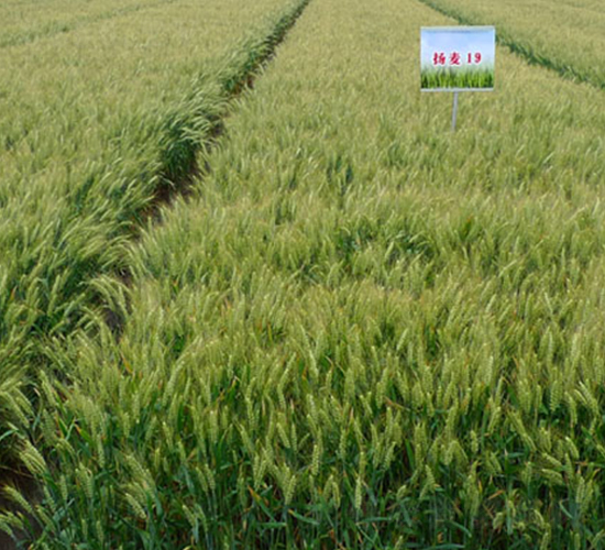 揚(yáng)麥19-小麥種子-中農(nóng)發(fā)
