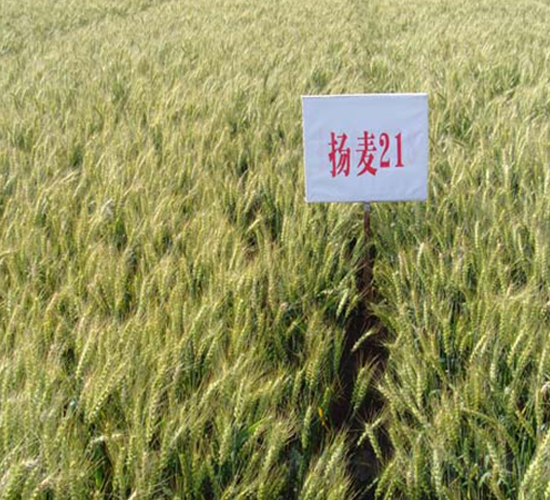 揚麥21-小麥種子-中農(nóng)發(fā)
