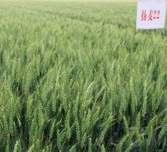 揚麥22-小麥種子-中農(nóng)發(fā)