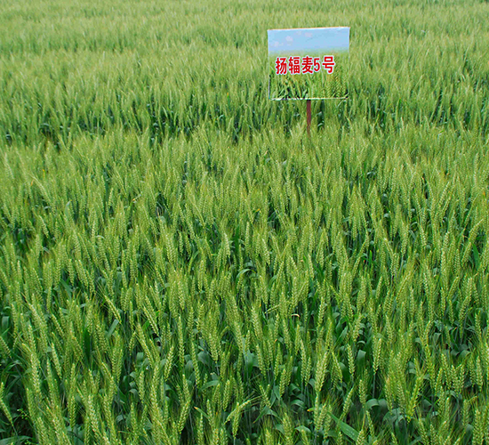 揚(yáng)輻麥5號(hào)-小麥種子-中農(nóng)發(fā)
